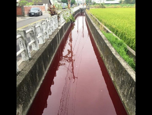 ▲▼ 台中市后里區排水溝「血流成河」，長達2公里。（圖／網友提供）