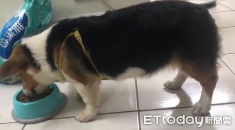 ▲飯碗已滿上！媽轉身見「餓鬼基」頭塞飼料箱　缺氧也要吃到飽。（圖／網友廖文慈提供）