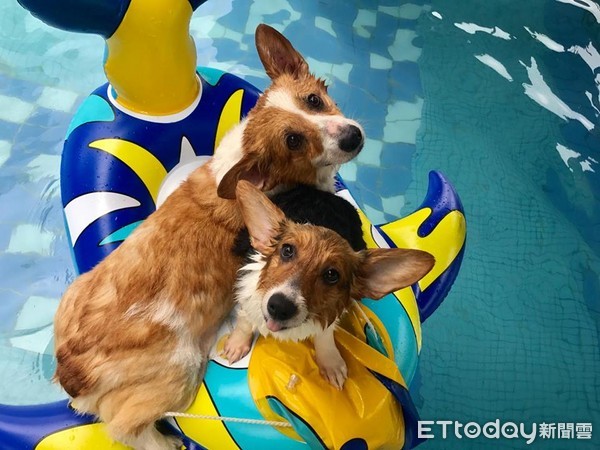 ▲飯碗已滿上！媽轉身見「餓鬼基」頭塞飼料箱　缺氧也要吃到飽。（圖／網友廖文慈提供）