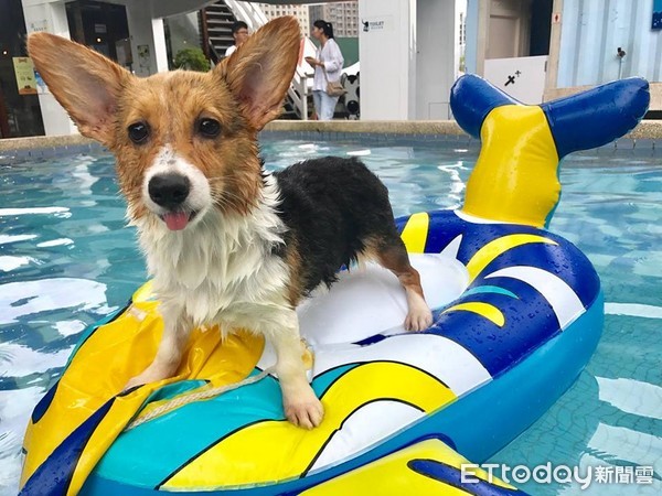 ▲飯碗已滿上！媽轉身見「餓鬼基」頭塞飼料箱　缺氧也要吃到飽。（圖／網友廖文慈提供）