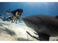 澳24歲辣妹與鯊魚共游12年　「其實牠還比較怕人類」