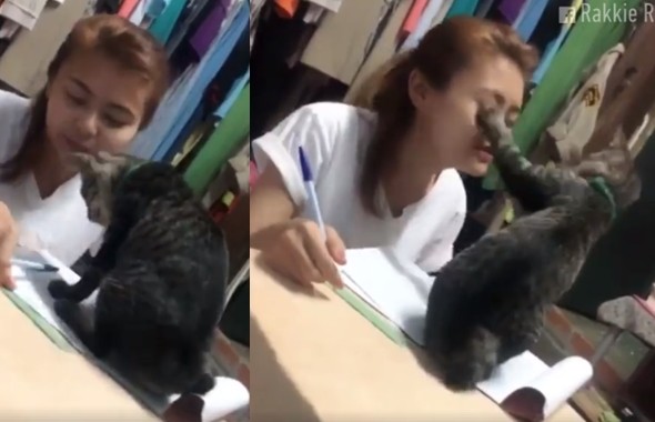 ▲▼來玩麻！喵皇瘋狂玩筆騷擾　奴才吹氣趕貓反被打兩巴掌。（圖／取自Rakkie RM個人臉書）