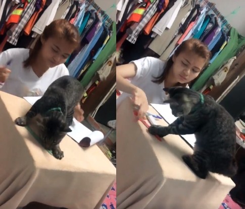 ▲▼來玩麻！喵皇瘋狂玩筆騷擾　奴才吹氣趕貓反被打兩巴掌。（圖／取自Rakkie RM個人臉書）