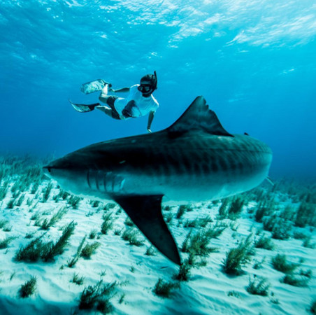 ▲▼來自澳洲的Madison Stewart與鯊魚相伴12年。（圖／翻攝自sharkgirlmadison Instagram）