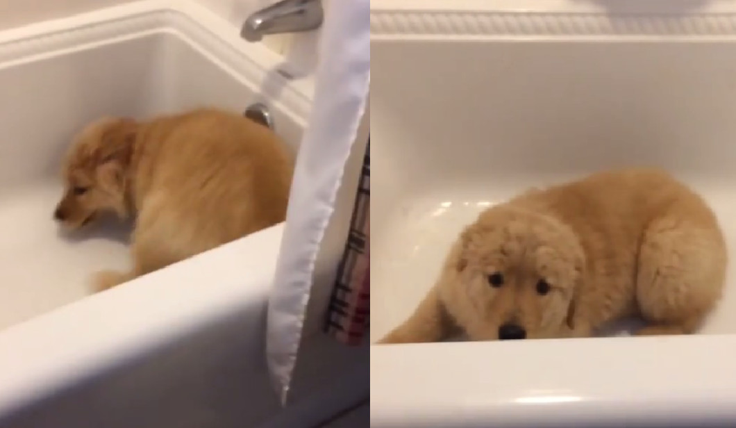 洗澡前儀式 阿金在浴缸狂奔興奮high叫 我要洗澡啦啦啦 Ettoday寵物雲 Ettoday新聞雲