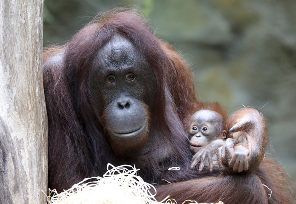 ▲ 印尼的紅毛猩猩因為人類的獵殺及侵占牠們的棲息地而瀕臨絕種。（圖／達志影像／美聯社／示意圖）