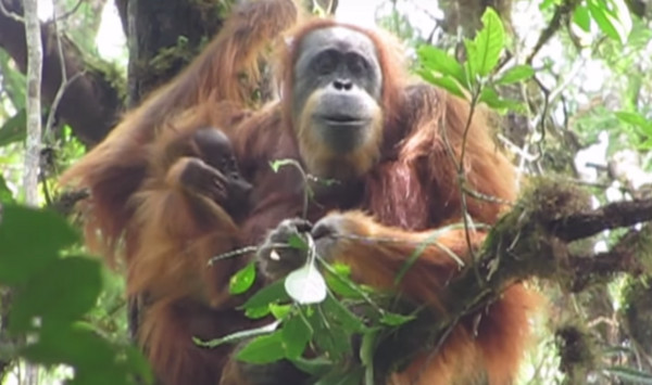▲ 印尼新發現的塔巴努里猩猩。（圖／翻攝自YouTube）
