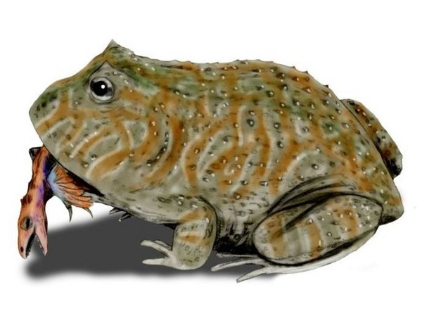 ▲神秘的「魔鬼蛙」約保齡球大小，專吃小恐龍。(圖／翻攝自維基百科)