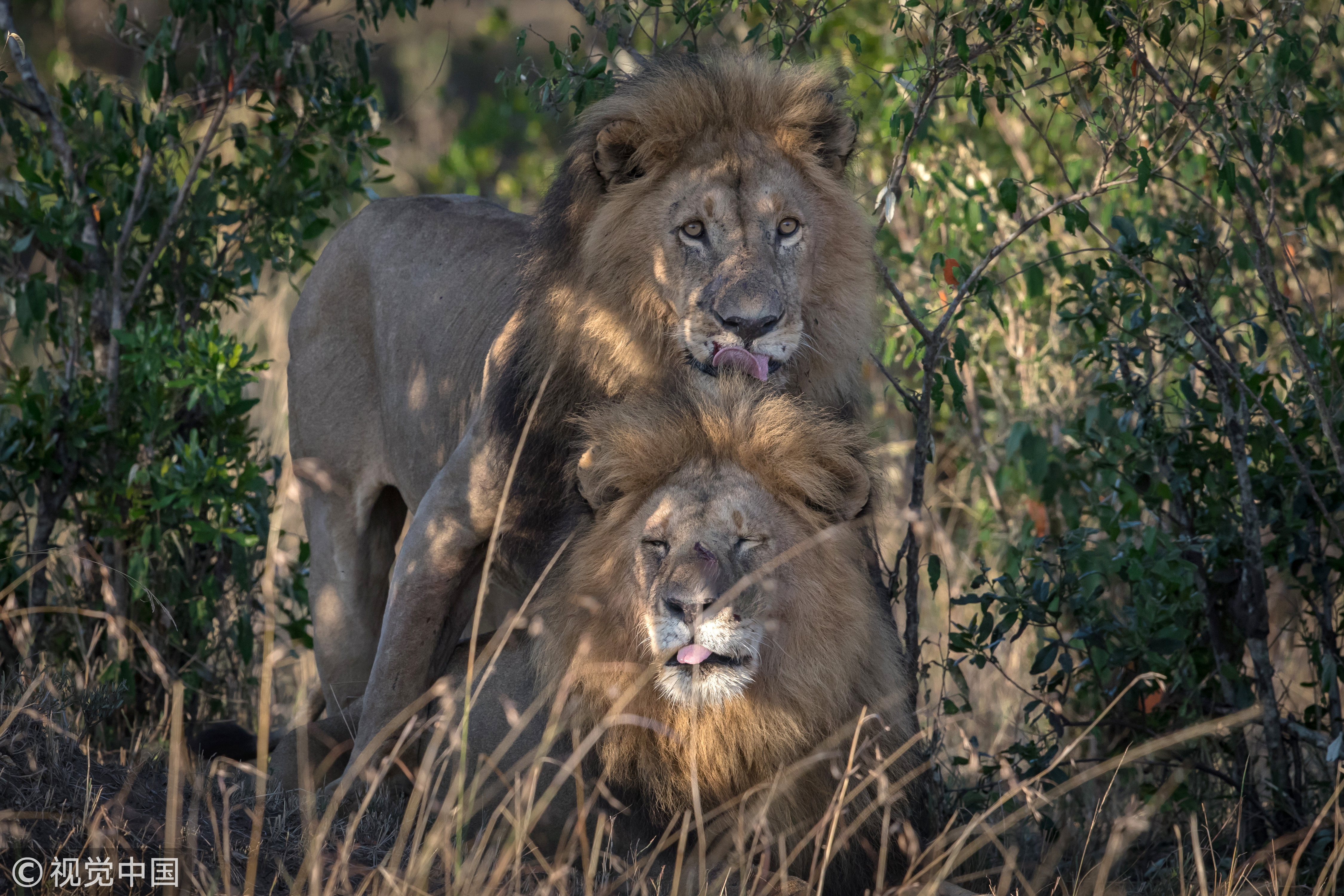 ▲▼馬賽馬拉（Masai Mara）動物保護區內出現兩隻同性戀獅子。（圖／CFP）