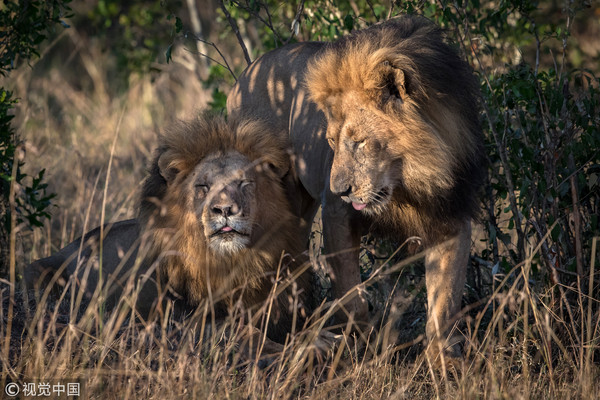 ▲▼馬賽馬拉（Masai Mara）動物保護區內出現兩隻同性戀獅子。（圖／CFP）