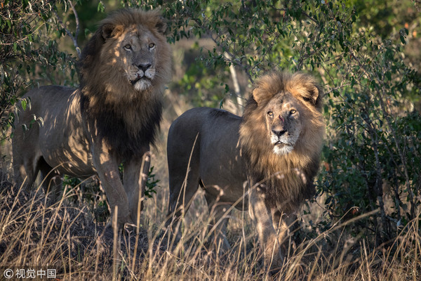 ▲▼馬賽馬拉（Masai Mara）動物保護區內出現兩隻同性戀獅子。（圖／CFP）
