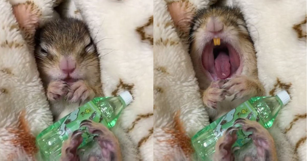 花栗鼠瞇眼窩棉被一臉愛睏，打超大哈欠，呆萌露出黃門牙。（圖／翻攝自Instagram@shimashima03。）