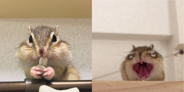 花栗鼠瞇眼窩棉被一臉愛睏，打超大哈欠，呆萌露出黃門牙。（圖／翻攝自Instagram@shimashima03。）