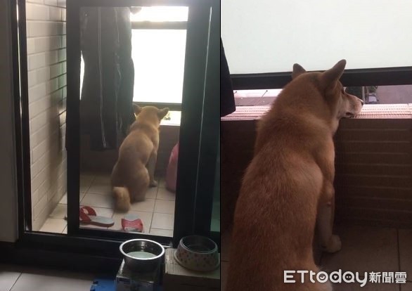▲讓我一隻汪靜靜！柴柴自己推開紗門　「陽台饋陶」思考狗生。（圖／網友羅綾提供）