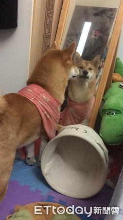 ▲讓我一隻汪靜靜！柴柴自己推開紗門　「陽台饋陶」思考狗生。（圖／網友羅綾提供）