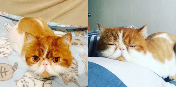 橘白喵躺自動逗貓機旁，鼻子被球「打扁」...還在呼呼大睡。（圖／翻攝自Instagram@dgo0104。）