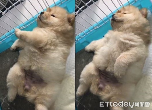 ▲這顆「毛球」到家第5天就翻肚爽睡　萌得網友一臉鼻血！。（圖／網友羚儀提供）