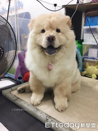 ▲這顆「毛球」到家第5天就翻肚爽睡　萌得網友一臉鼻血！。（圖／網友羚儀提供）