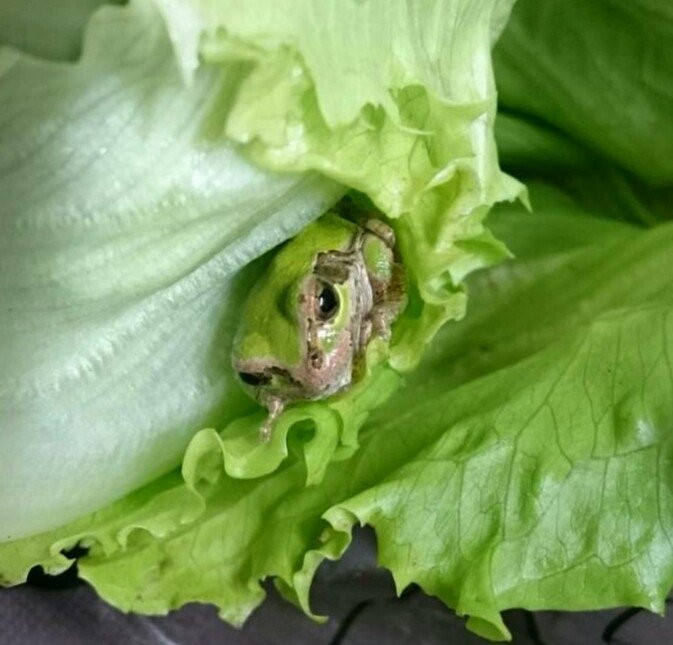 菜葉當棉被蓋！日男買生菜放冰箱三天　打開後驚現「發抖生物」(翻攝自推特@tguhryk)