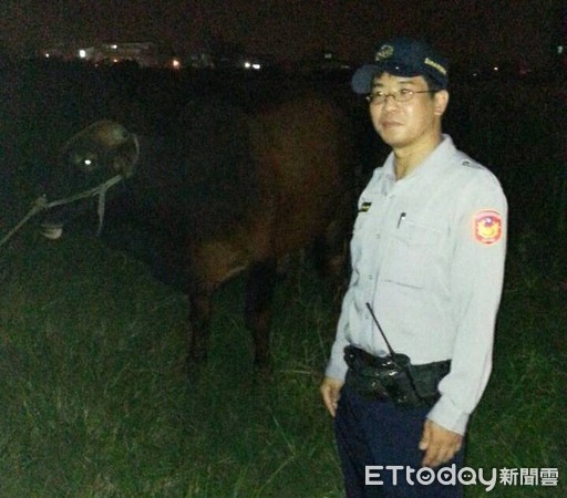 ▲台南市警善化分局新市分駐所巡邏員警戴大盛，據報前往查處，他將黃牛鬆脫掉的麻繩牽著，一一查訪飼主。（圖／記者林悅翻攝）