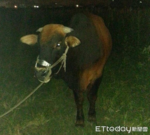 ▲警方指出，該牛為雄性台灣黃牛，年齡一歲多，體重700-800kg，4日晚上因狗咬斷牽繩才逃脫，已交飼主領回。（圖／記者林悅翻攝）