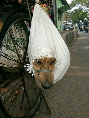 印尼肉狗獲救。（圖／翻攝自Chisuli Kastumi臉書）