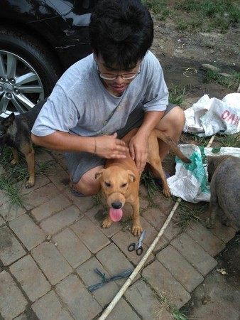 印尼肉狗獲救。（圖／翻攝自Chisuli Kastumi臉書）