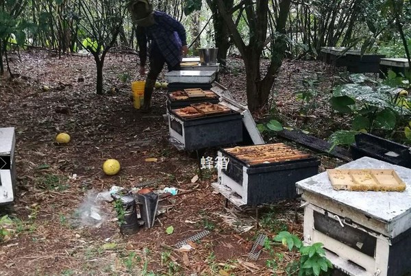 ▼蜂箱。（圖／農業局提供）