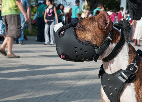 ▲狗口罩、狗嘴套示意圖。（圖／pixabay示意圖）