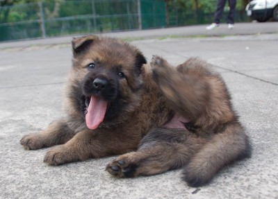 新北警犬队狼犬宝宝满月卖萌 小兄妹爱撒娇毛茸茸像熊