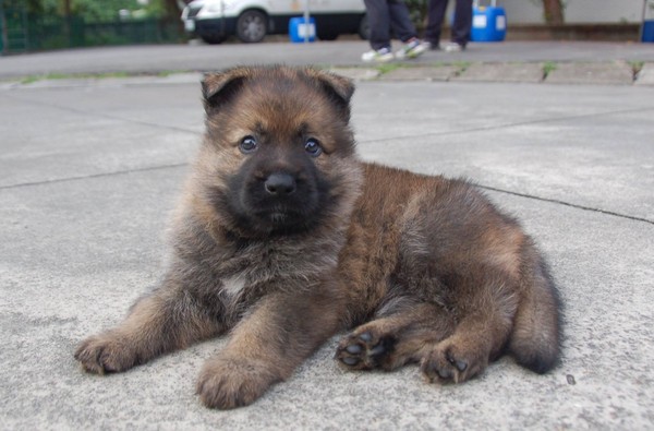 新北小警犬。（圖／翻攝自新北市政府警察局 警犬隊 NTPD K-9 Unit）