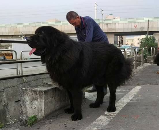 藏獒嘟嘟。（圖／飼主林志龍提供）