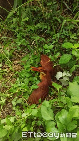 赤翠鳥。（圖／新北市動保處提供）