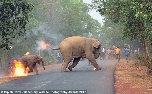 ▲暴民用鞕炮和焦油火球攻擊大象母子，象寶寶因為被擊中而身體着火，痛苦奔逃。(圖／翻攝自Sanctuary網站)
