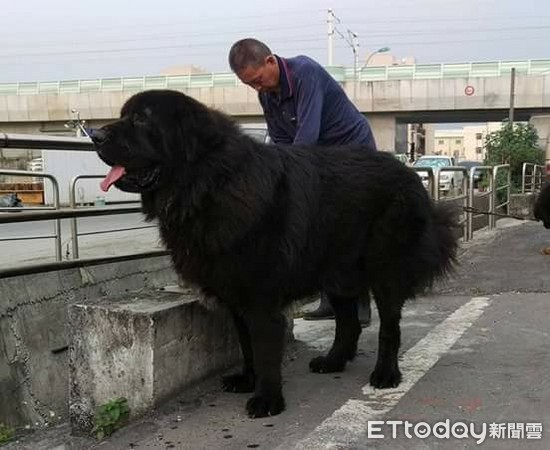 藏獒嘟嘟。（圖／飼主林志龍提供）