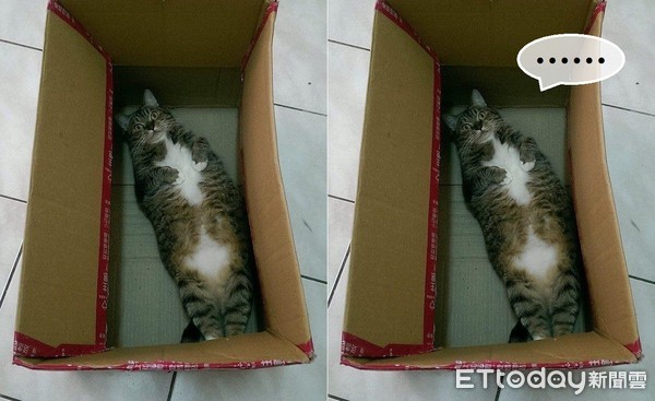 聖上壞掉了...胖貓爬進紙箱躺平　眼神死整整3小時：好無聊（圖／網友Mai Shu-ting‎授權提供