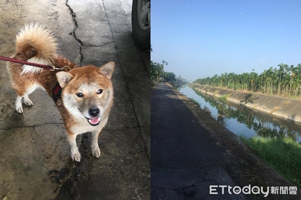 ▲▼調皮柴柴追鳥衝進水溝出不來　主人為救牠在髒水裡走1KM。（圖／網友林嘉宏提供）