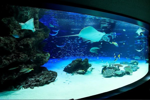 ▲▼池袋太陽城「陽光水族館」的「陽光礁岩水槽」生物大量暴斃。（圖／翻攝自陽光水族館（阳光水族馆）-Sunshine Aquarium-臉書粉絲專頁）