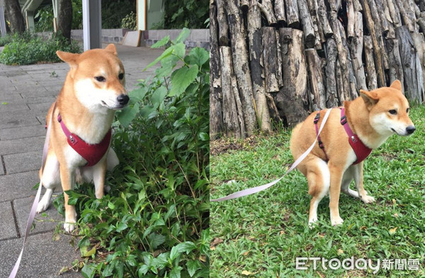 ▲▼大便要轉80圈！柴柴皺眉挑風水　公園嬤頭暈：賣夠ㄙㄟ啊。（圖／網友Chien Yu Liu授權提供）