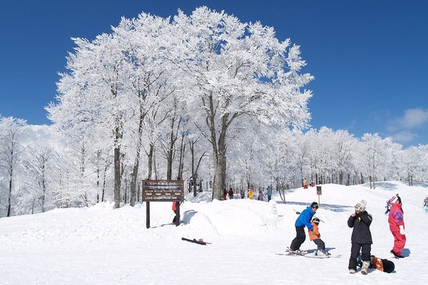 ▲日本韓國滑雪自助推薦。（圖／tripbba提供）