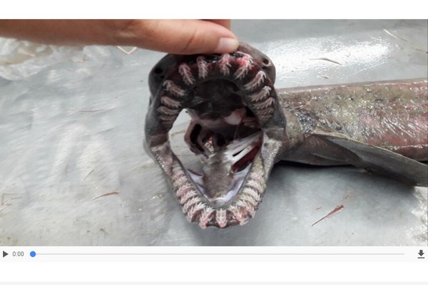 ▲▼葡萄牙外海發現活化石皺鰓鯊。（圖／翻攝自sicnoticias網站）