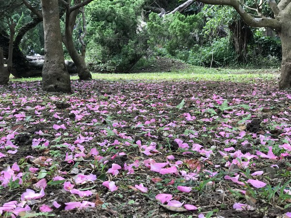 ▲花卉試驗中心。（圖／台北市政府提供）