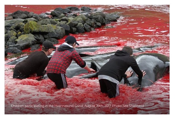 ▲▼ 北歐法羅群島大規模獵殺鯨豚,血染大海屠場。（圖／翻攝自seashepherdglobal官網）