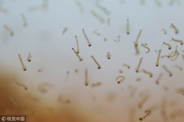 ▲▼2017年10月12日，杭州，實驗室內常年保持在28-30攝氏度，濕度達到70%。屋內的架子上整整齊齊地排列著一個個飼養籠，裡面裝有來自中國各地的蚊子。（圖／CFP）
