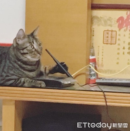 ▲網路怪怪的...回頭驚見貓星人米米趴數據機，手持天線跟總部連線中。（圖／網友Kinoko Tsai‎ 提供，請勿隨意翻拍，以免侵權。）