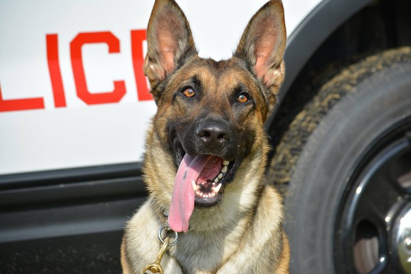 警犬維多過世，警察列隊歡送。（圖／翻攝自Chicago Police Department）