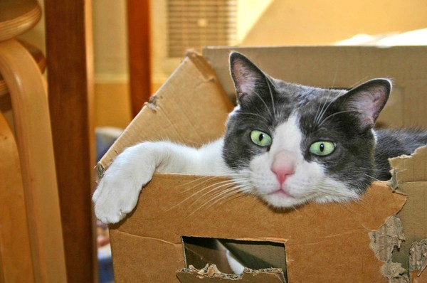 你的貓咪已寄出！貓咪鑽紙箱不小心寄出自己，4天後才被發現（圖／CC0）