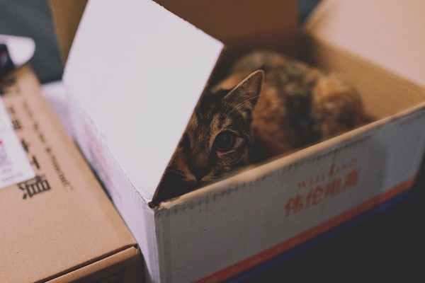 你的貓咪已寄出！貓咪鑽紙箱不小心寄出自己，4天後才被發現（圖／CC0）