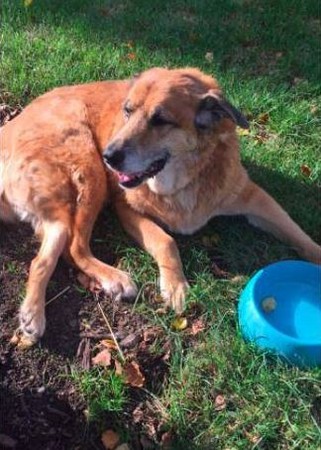 15歲的老狗去世後媽媽收拾遺物，發現到狗碗裡的東西時讓她瞬間淚崩。（圖／翻攝自Twitter@_c80_）