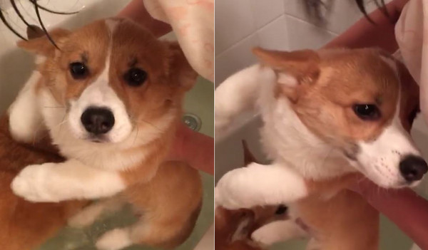 柯基幼幼不敢下水洗澡。（圖／翻攝自IG用戶mapleandmortycorgi）